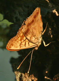 Tawny Emperor